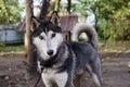 Young siberian husky dog Ã¢â¬â¹Ã¢â¬â¹on a chain in the courtyard of the house on the street